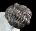 Rare, Eifel Geesops Trilobite - Germany #50609-3